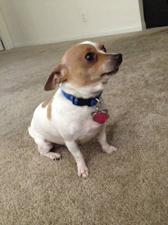 Awesome Chihuahua needs new home (Henderson)